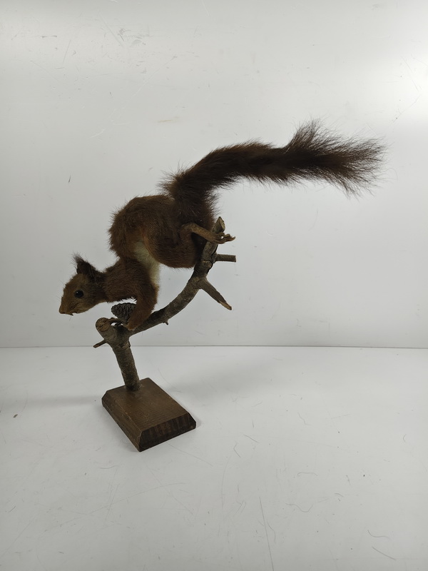ardilla fauna ficticio taxidermia 34x32x20 1u